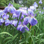 山田池公園の6月