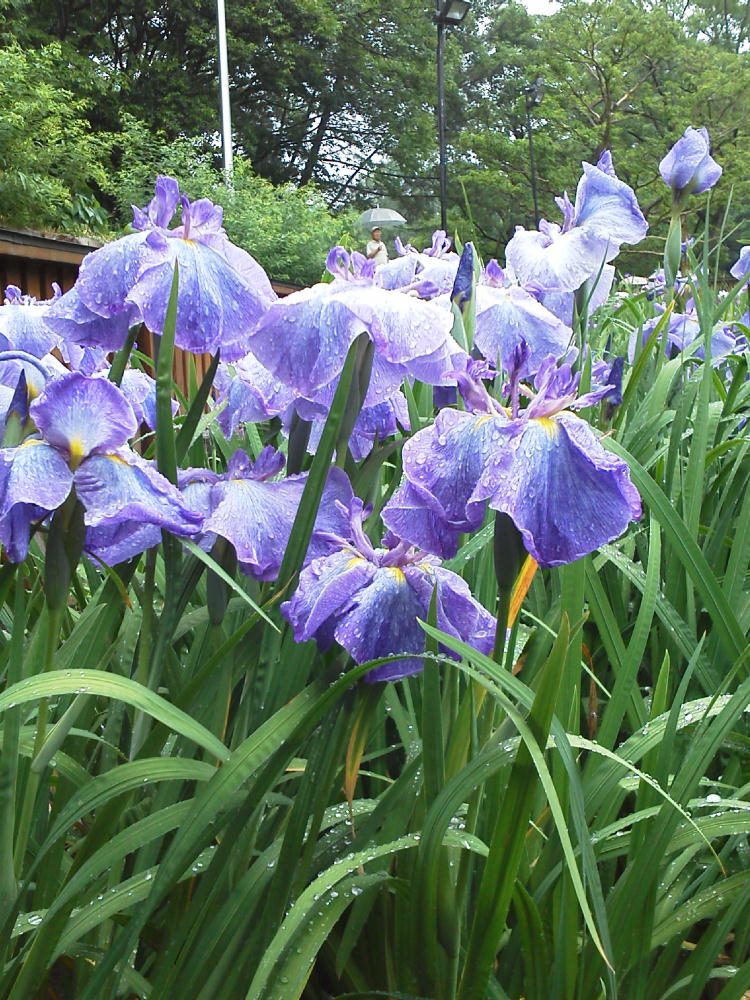 山田池公園の6月