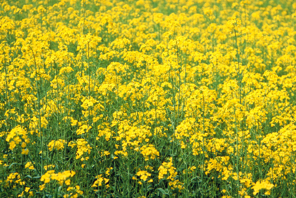 4月練習日程